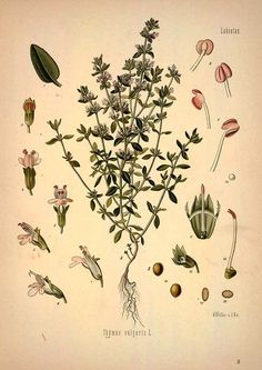 an antique botanical illustration of flowers and leaves from the early 19th century, showing different types of plant life