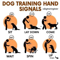 dog training instructions for dogs to learn how to use them