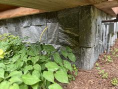 green plants growing under a wooden bench on the ground