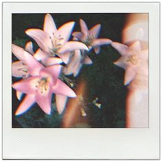 some pink flowers are in the middle of an image with blue and white blurry