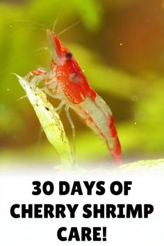 there is a red and white shrimp with the words 30 days of cherry shrimp care