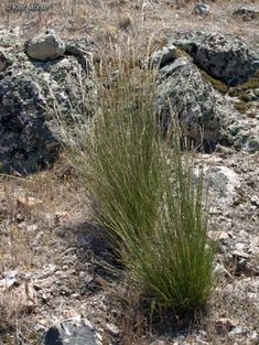 a small plant is growing out of some rocks in the desert grass grows between two large rocks