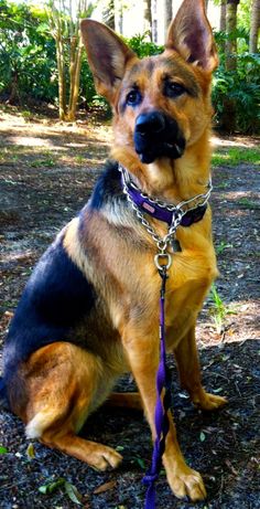 a dog sitting on the ground wearing a purple collar and leash with trees in the background