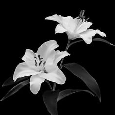 black and white photograph of two flowers