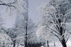 the trees are covered with snow in front of a tall building