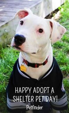 a white dog wearing a black shirt with the words happy adopt a shelter pet day