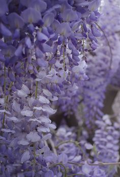 purple flowers are hanging from the ceiling