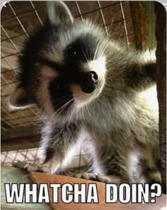 a baby raccoon in a cage with the caption whatcha doin?