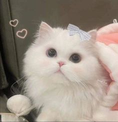 a white cat with a blue bow on it's head