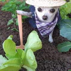 a small dog wearing a hat and scarf standing in the dirt next to some plants