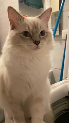 a white cat sitting on top of a toilet