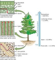 the diagram shows different stages of growth and development in plants, including an evergreen tree