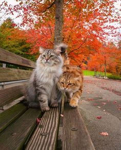 two cats sitting on top of a wooden bench in front of trees with orange leaves