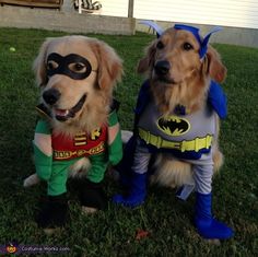 two dogs dressed up as batman and robin the dog are sitting in the grass together