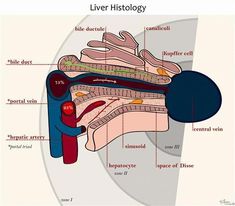 Liver Histology, Bile Duct, Receding Gums, Red Flags, Blood Cells, Red Flag, Medical, Flag, Red