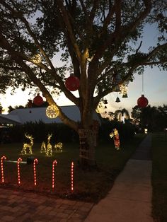 christmas lights decorate trees and lawns at night