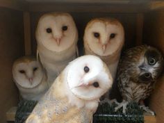 several owls are sitting in a wooden box