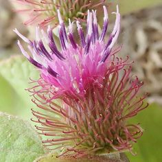 a pink flower with green leaves in the background