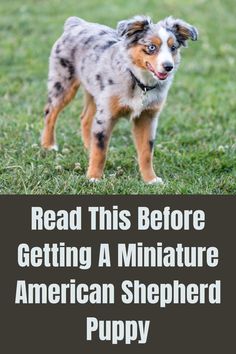 a small dog standing on top of a lush green grass covered field with text reading read this before getting a miniature american shepherd puppy