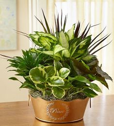 a potted plant sitting on top of a wooden table