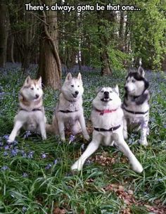 four husky dogs sitting in the grass with trees and bluebells behind them that says, there's always that friend