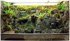 an aquarium filled with plants and rocks