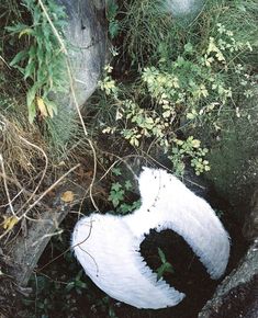 a white piece of cloth sitting on the ground next to some plants and rocks with moss growing around it