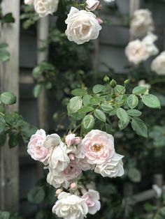 some white and pink flowers in front of a wooden fence with green leaves on it