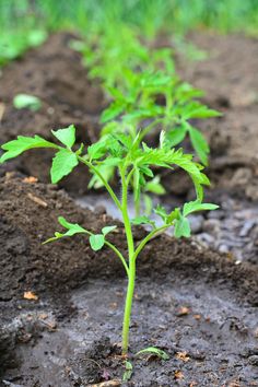 It's the perfect time to fertilize your young tomato plants. Click here to learn how to give them the best start and ensure a bountiful harvest. Bountiful Harvest, How To Give