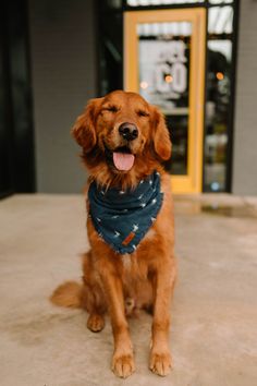 a brown dog wearing a bandana sitting in front of a storefront with its tongue out