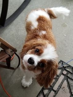 a small brown and white dog standing next to a chair