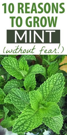 mint plant with text overlay that reads 10 reasons to grow mint without fear?