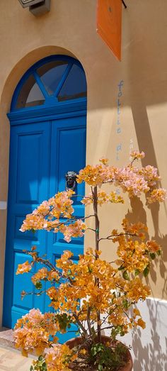 a potted tree sitting in front of a blue door