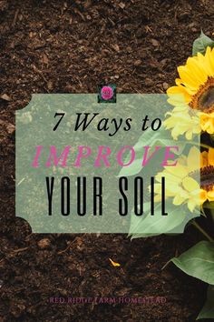 sunflowers growing in the dirt with text overlay that reads 7 ways to improve your soil