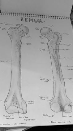 a drawing of the bones of an animal