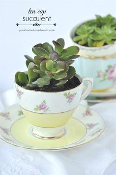 two tea cups with succulents in them