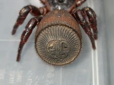 an image of a large spider on display in a room with people looking at it