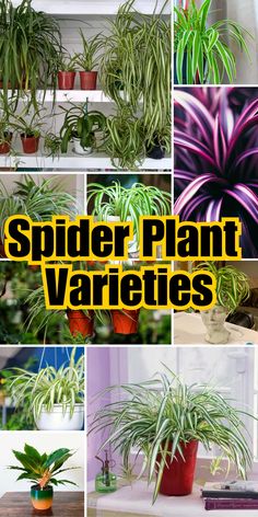 Spider plant varieties Airplane Plant Houseplant, Variegated Spider Plant, Indoor Plant Varieties, Types Of Hanging Plants Indoor, Best Soil For Spider Plants, Curly Spider Plant Care, Hawaiian Spider Plant, How To Care For Spider Plants, Spider Plant Varieties