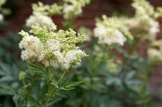 some white flowers that are in the grass