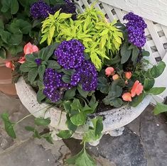 purple and yellow flowers in a pot on the ground