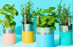 four tin can planters with plants in them