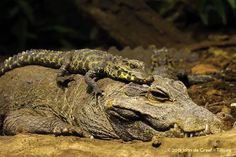 an alligator is laying down in the dirt