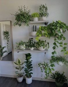 Fig Plant Indoor, Grey Apartment, Fig Plant, Plant Room, Apartment Living Room Design, Indoor Jungle