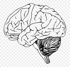 a black and white drawing of a human brain with the top part showing it's frontal