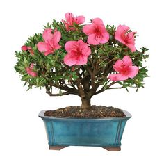 a bonsai tree with pink flowers in a blue pot