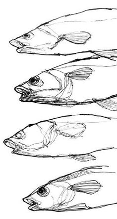 three different types of fish are shown in this drawing