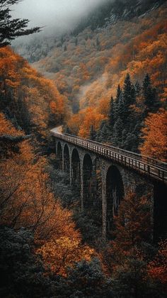 a train traveling over a bridge in the middle of a forest filled with lots of trees