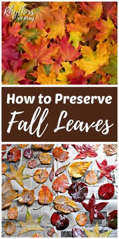 fall leaves with text overlay how to preserve fall leaves