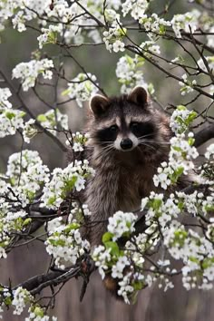 a raccoon sitting in a tree with white flowers on it's branches