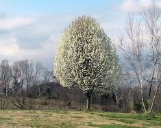 a large white tree sitting in the middle of a field